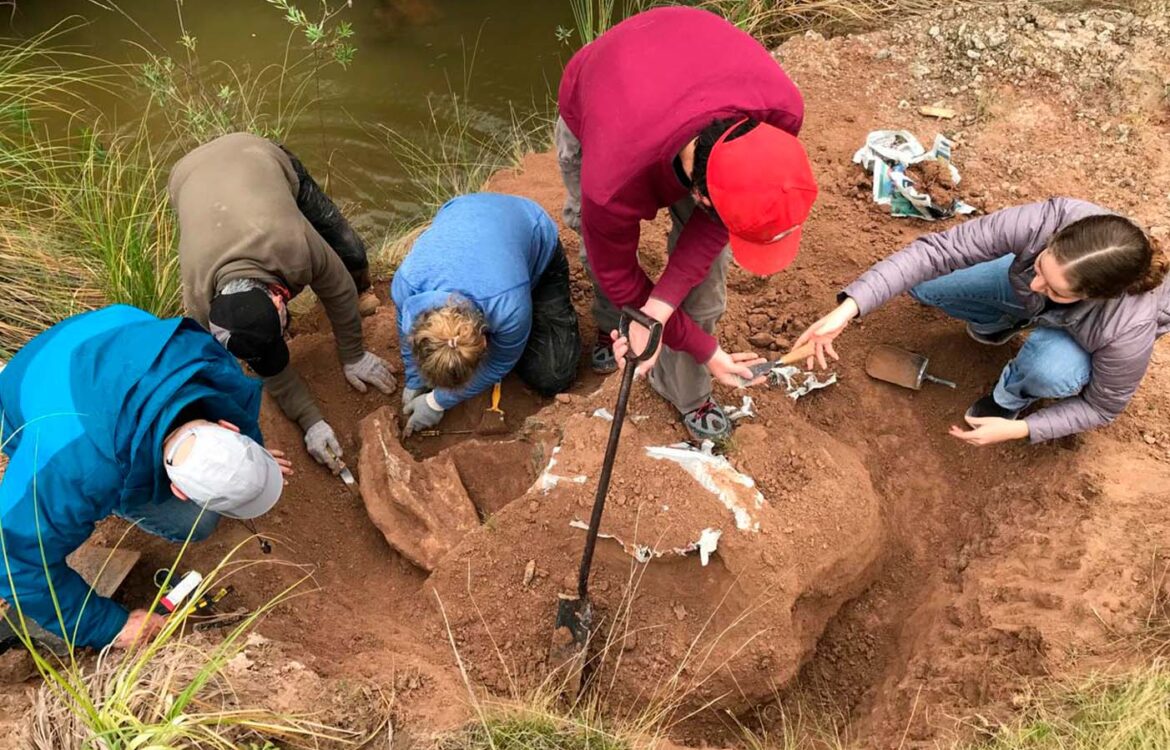 Encuentran restos fósiles de un perezoso gigante cerca de Libertador San Martín